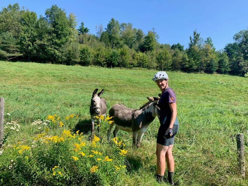 Cyclist petting donkeys on side of the road