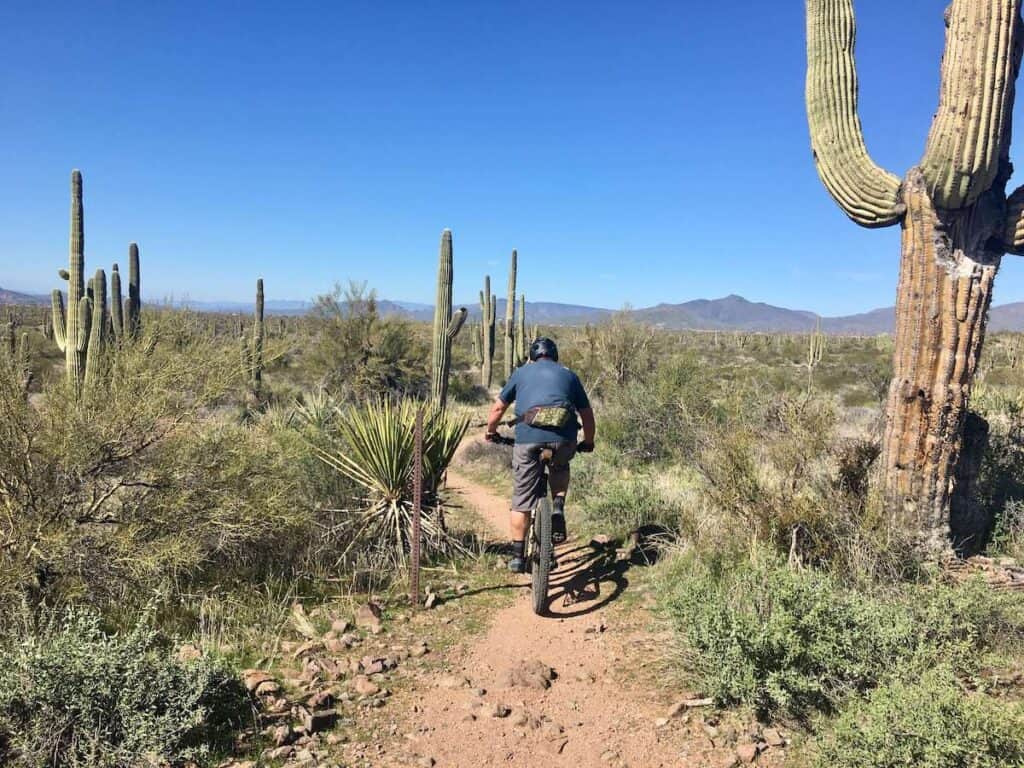 Mountain biker riding bike on desert trail at Brown's Ranch outside of Scottsdale surrounded by tall cacti and desert vegetation