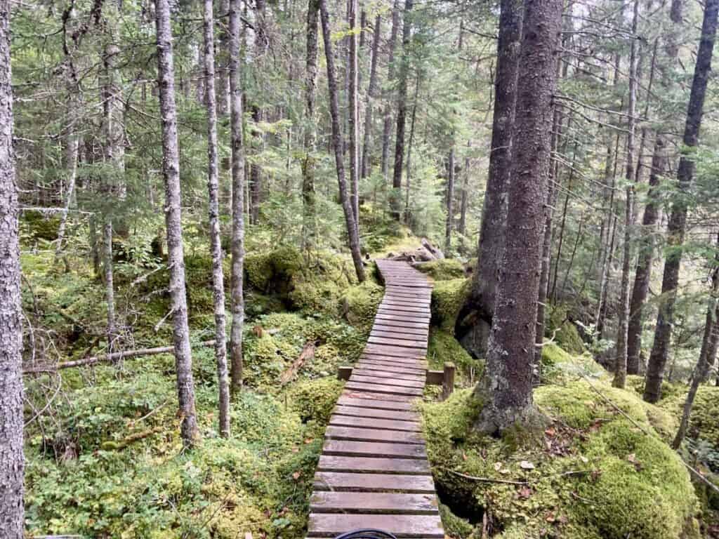 Wooden boardwalk through lush forest in Quebec
