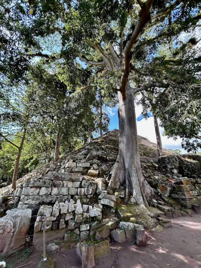 Tree growing out of ruins at Tikal in Guatemala