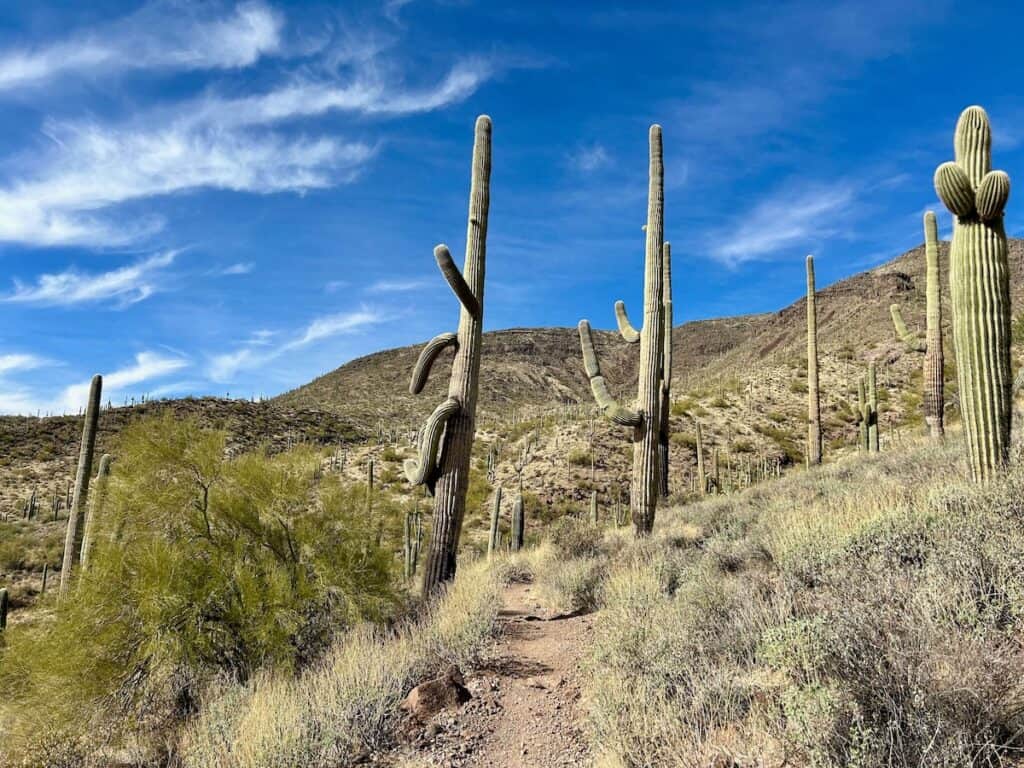 Tall saguaro cacti lining a trail at Cave Creek Regional Park in Arizona