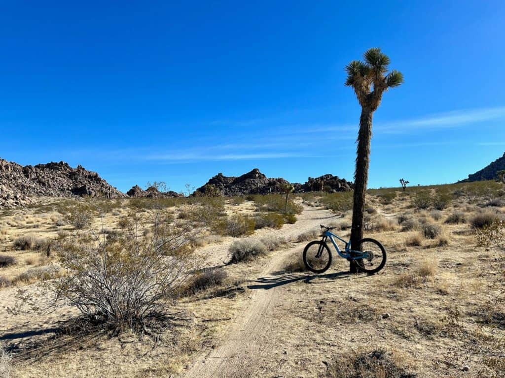 Mountain bike leaning against a Joshua Tree on a trail outside of Joshua Tree National Park