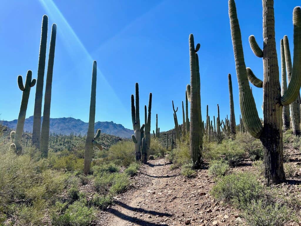 Tall saguaro cacti lining trail at Sweetwater Preserve in Tucson, Arizona