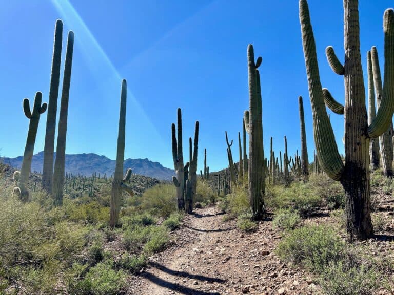 Sweetwater Preserve in Tucson: A Mountain Biker’s Guide