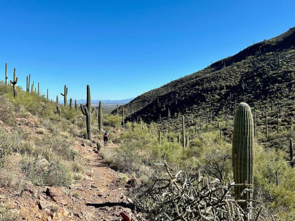 Mountain biker on trail surrounded by desert vegetation at Tucson Mountain Park